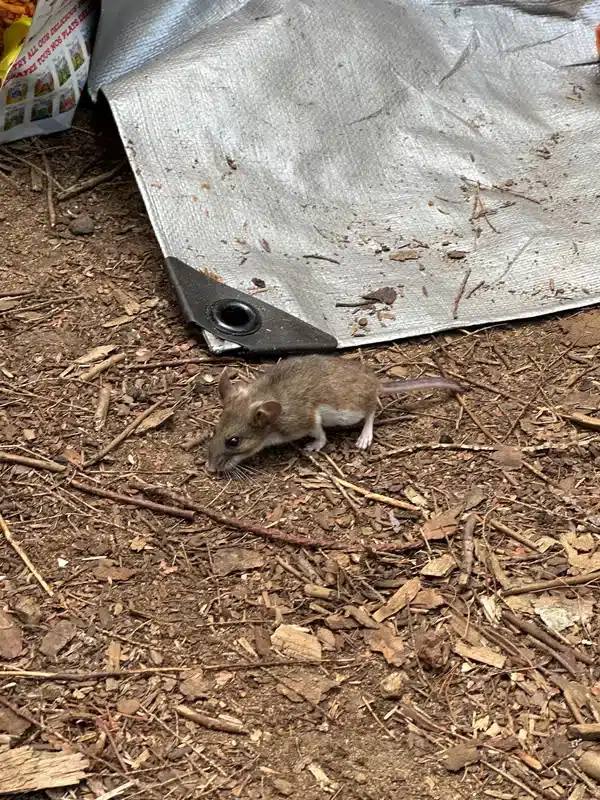 Mouse activity in storage area showing common infestation locations