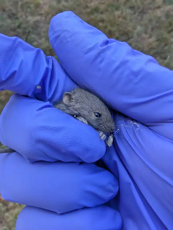 Proper handling of mouse with protective gloves