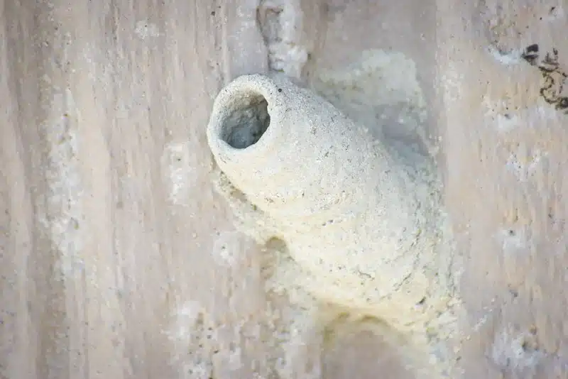 Close-up view of mud dauber's tube-shaped mud nest structure