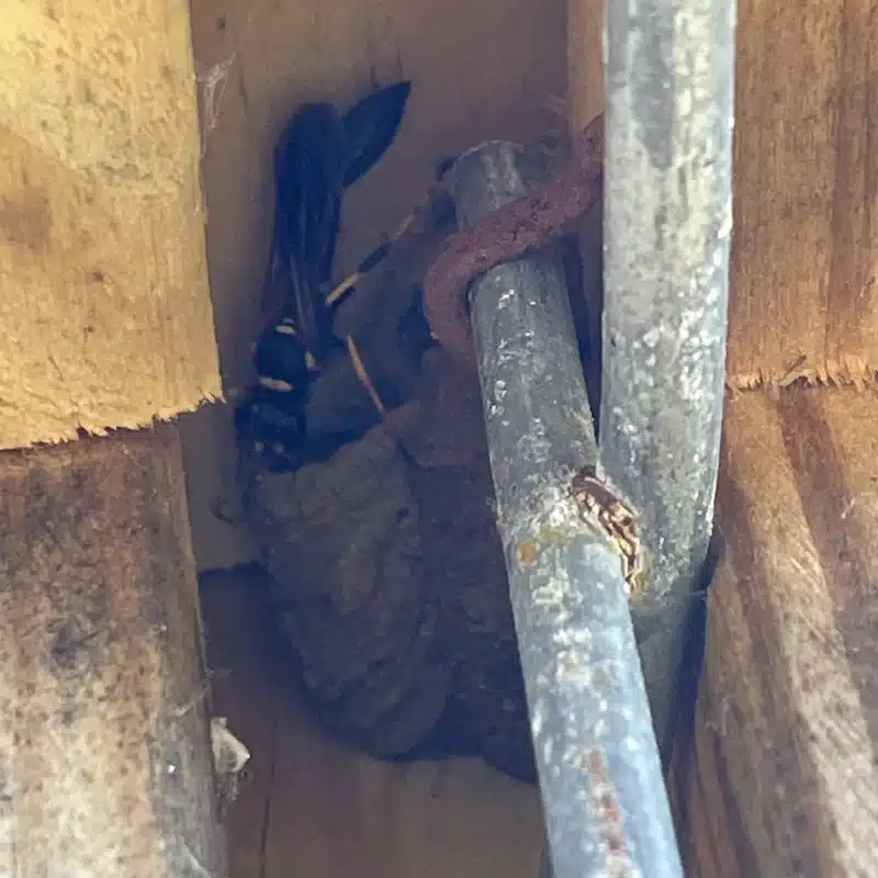 Mud dauber tending to its nest in a sheltered spot between structures