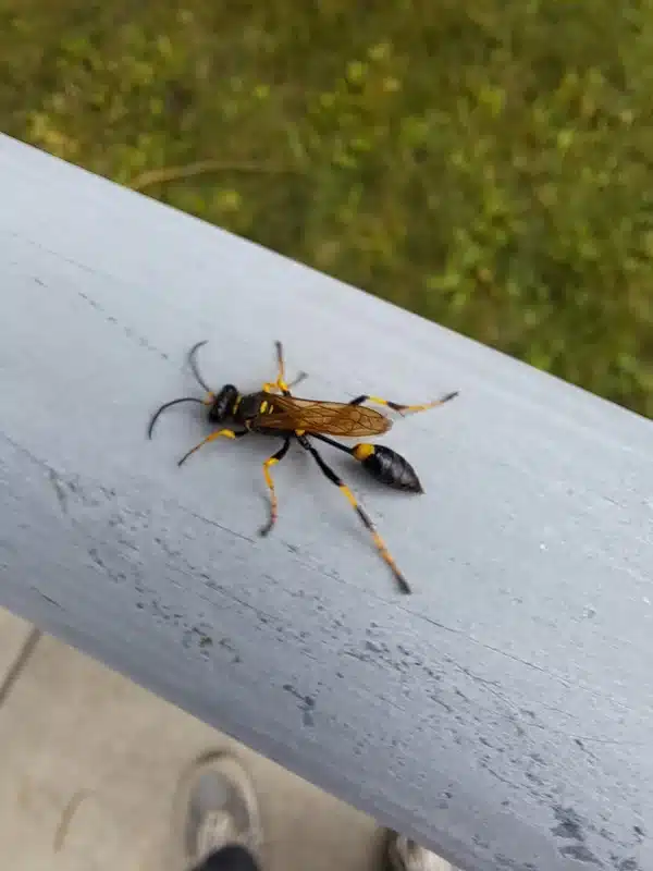 Mud dauber wasp resting on a railing, showing its long, slender body and thread-like waist. Use this if you need an image of a mud dauber’s distinctive appearance.