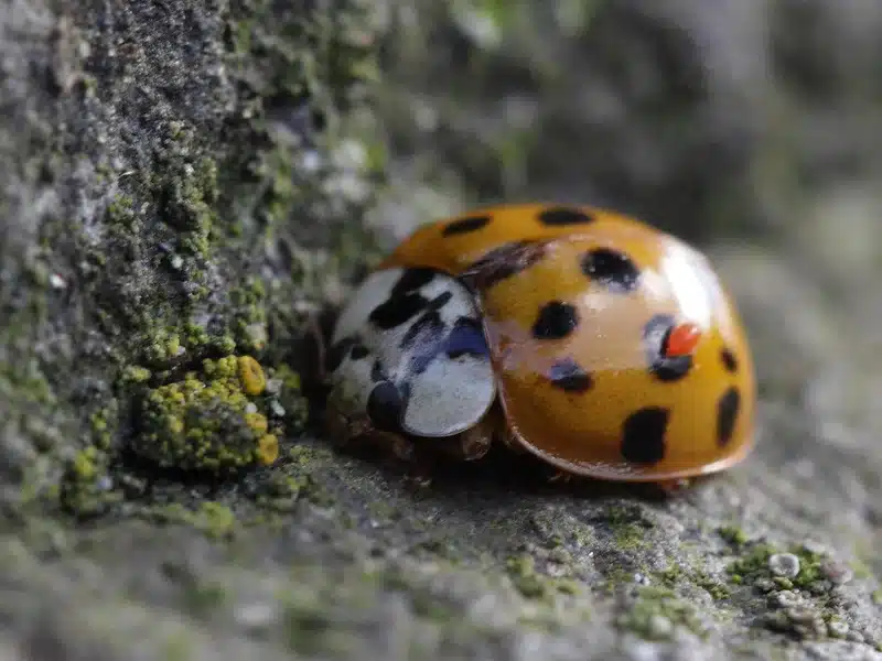 Asian lady beetle on a rock