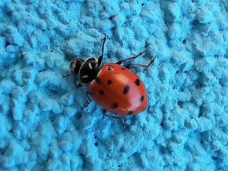 Native ladybug with distinct red coloration and defined spots