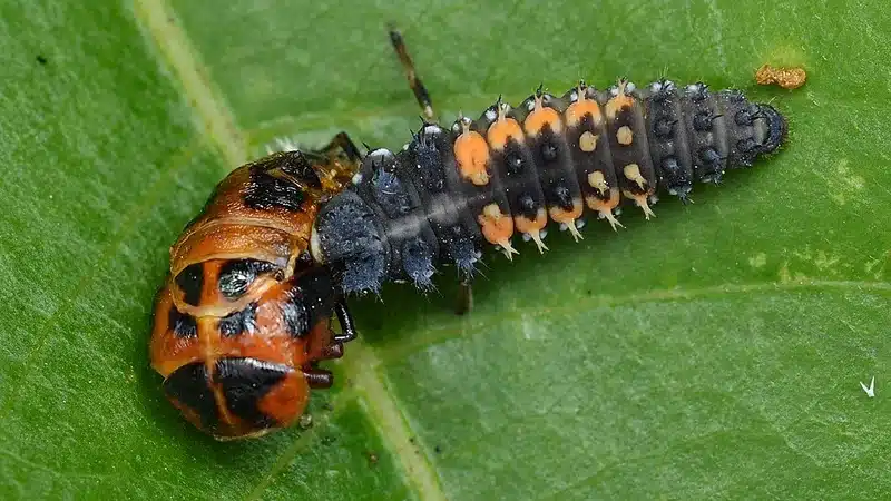 Orange and black larvae on green leaf