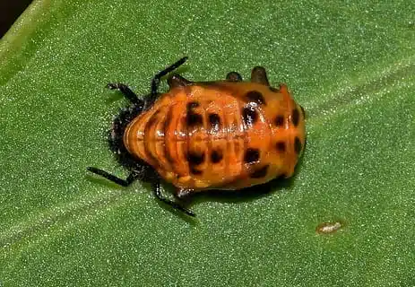 Orange ladybug larvae on green leaf