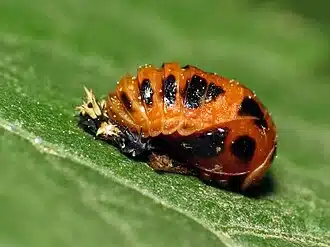 Orange ladybug pupae on a leaf