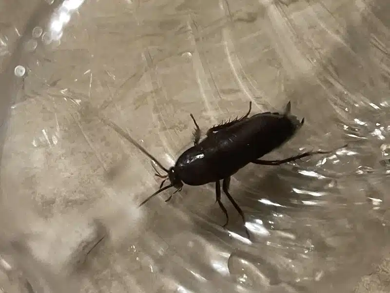 Oriental cockroach in clear container showing detailed features