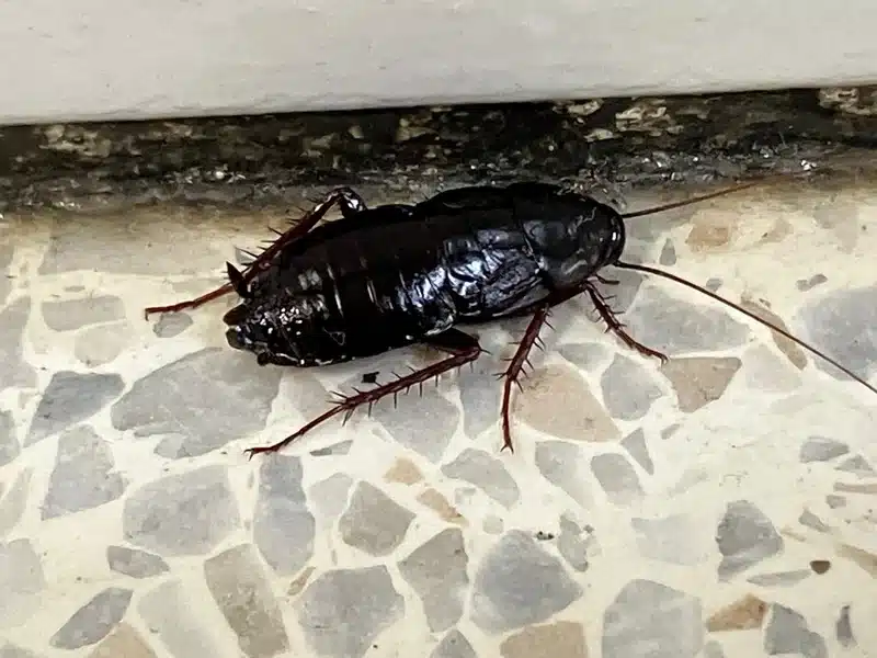 Oriental cockroach on indoor tile showing common water bug misidentification