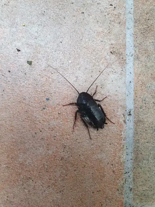 Oriental cockroach on tile - use this if you want a clear image of an Oriental cockroach, illustrating the terrestrial habitat and classic features causing confusion with water bugs.