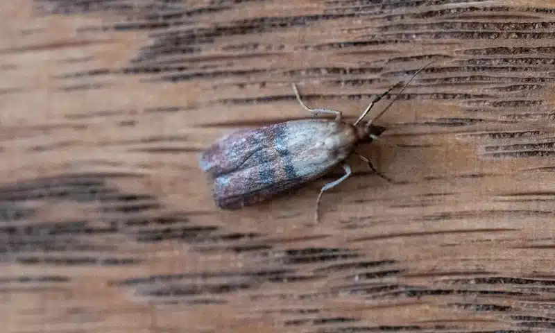 Pantry moth on wood surface showing wing patterns