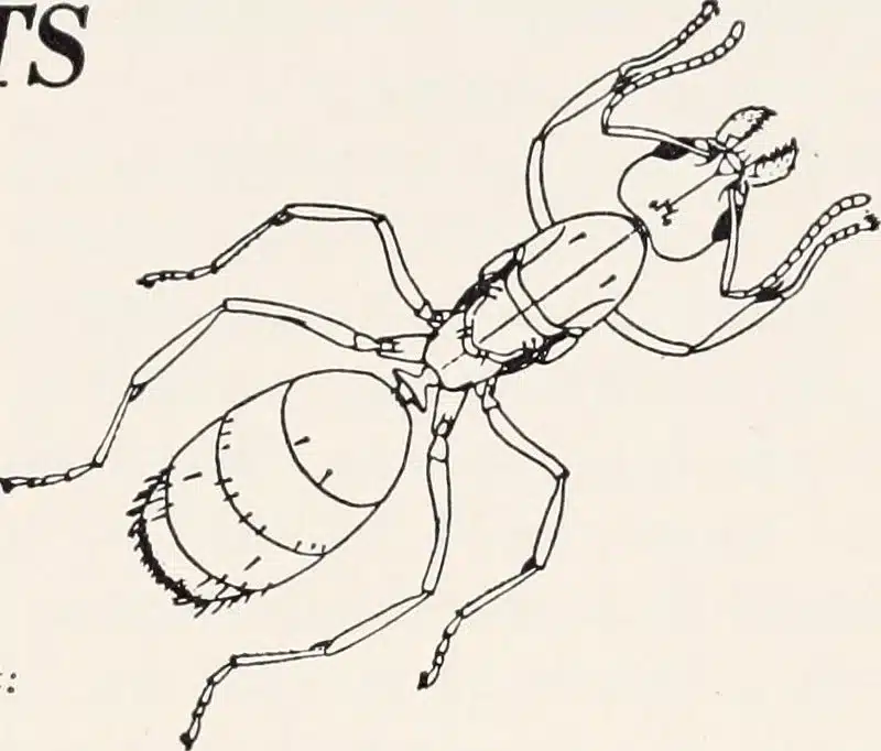 Illustration of an ant