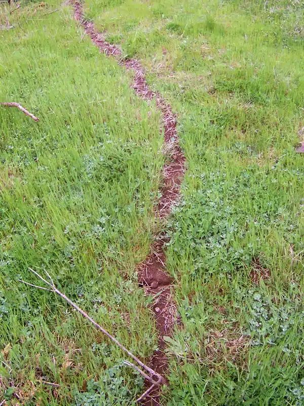 Trail in grassy field