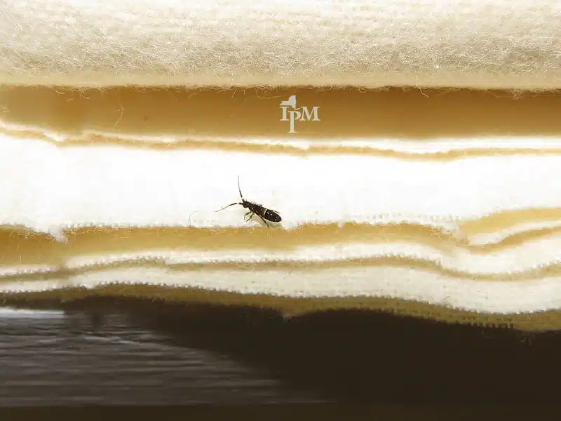 Insect on soft fabric folds