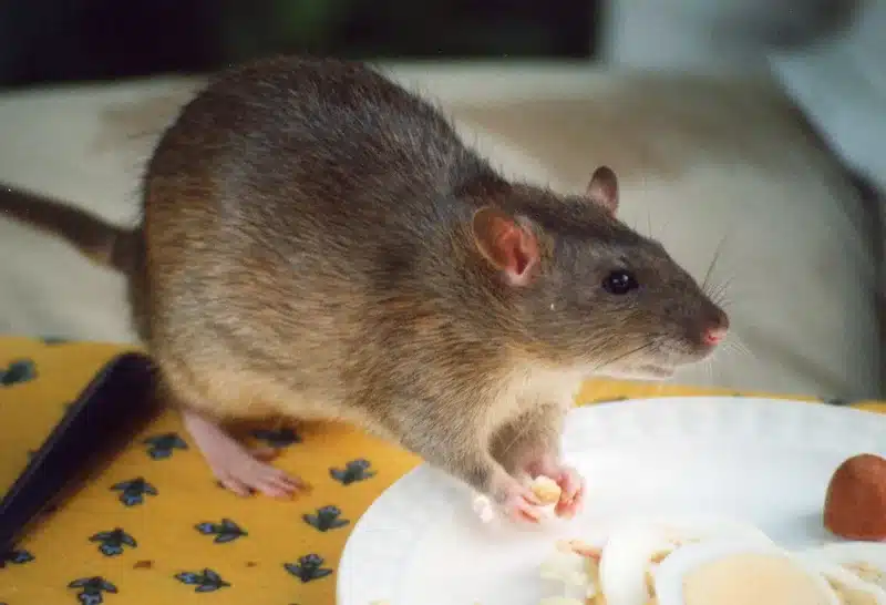 Rat eating from a plate