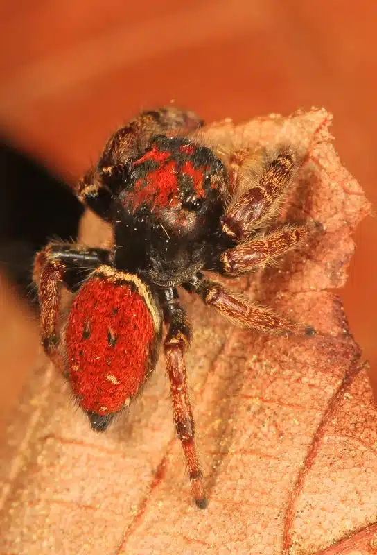 Close-up of a red jumping spider