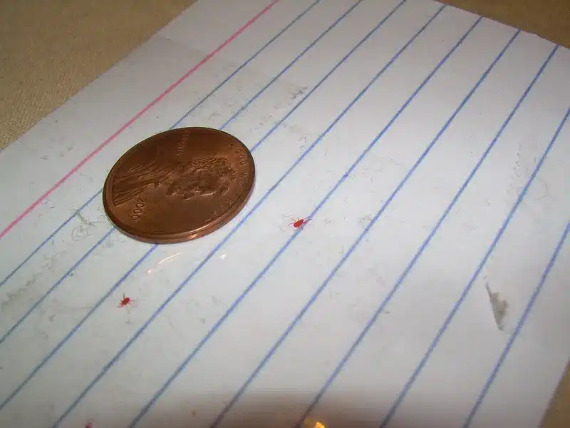 Small red pest on notebook paper