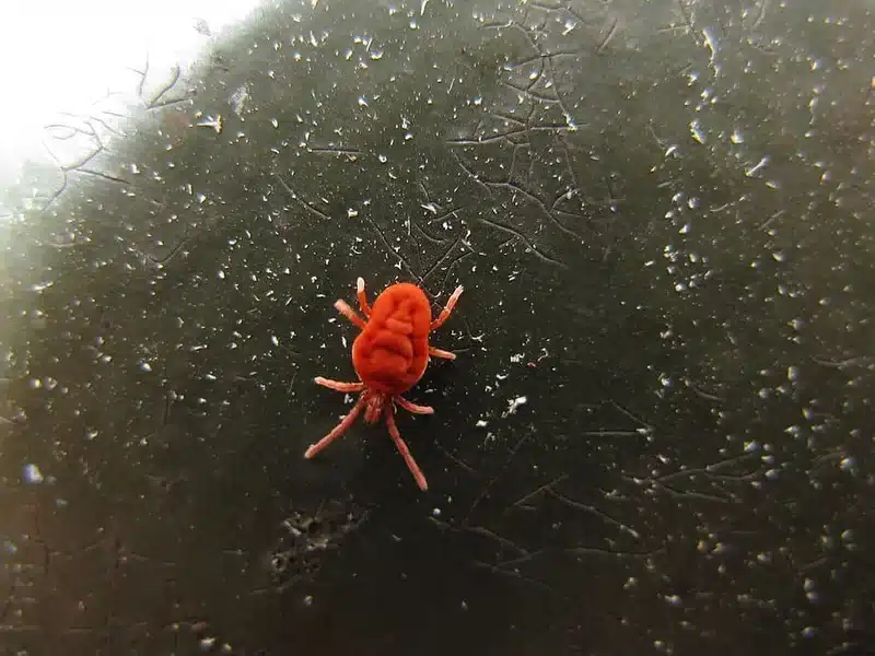 Red spider mite on a surface