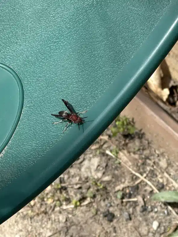 Wasp with reddish coloration on green surface