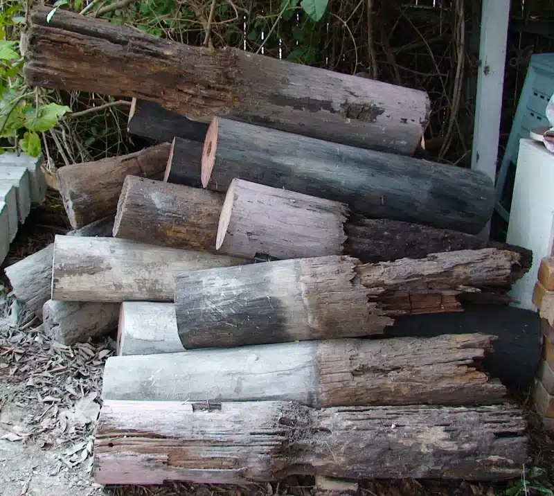 Pile of rotting wooden logs