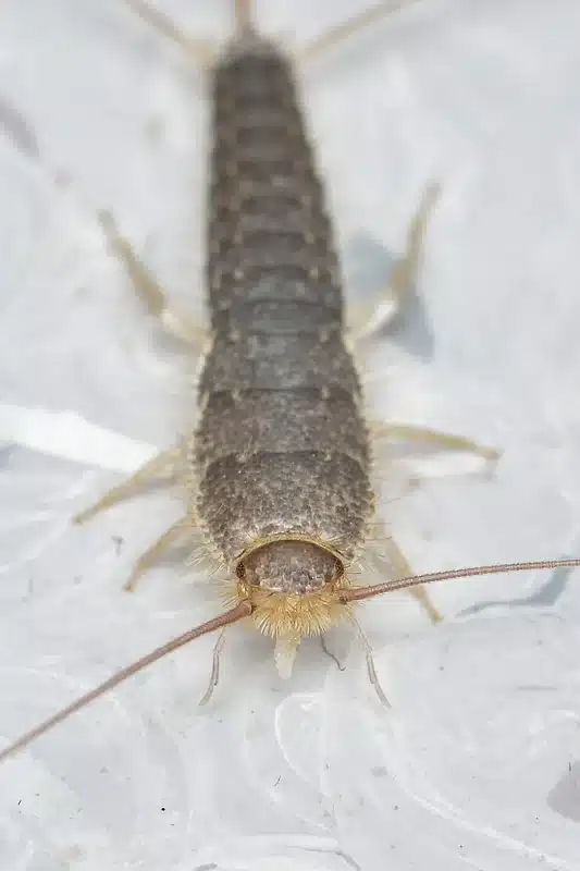 Close-up of a silverfish insect