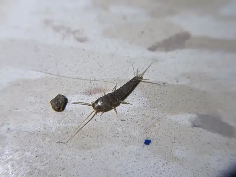 Silverfish displaying classic fish-shaped body and long antennae