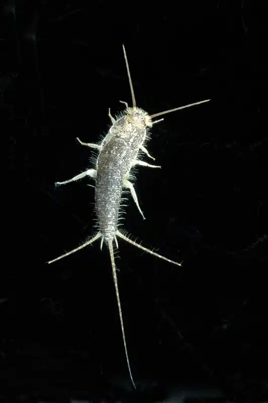 Silverfish insect on black background
