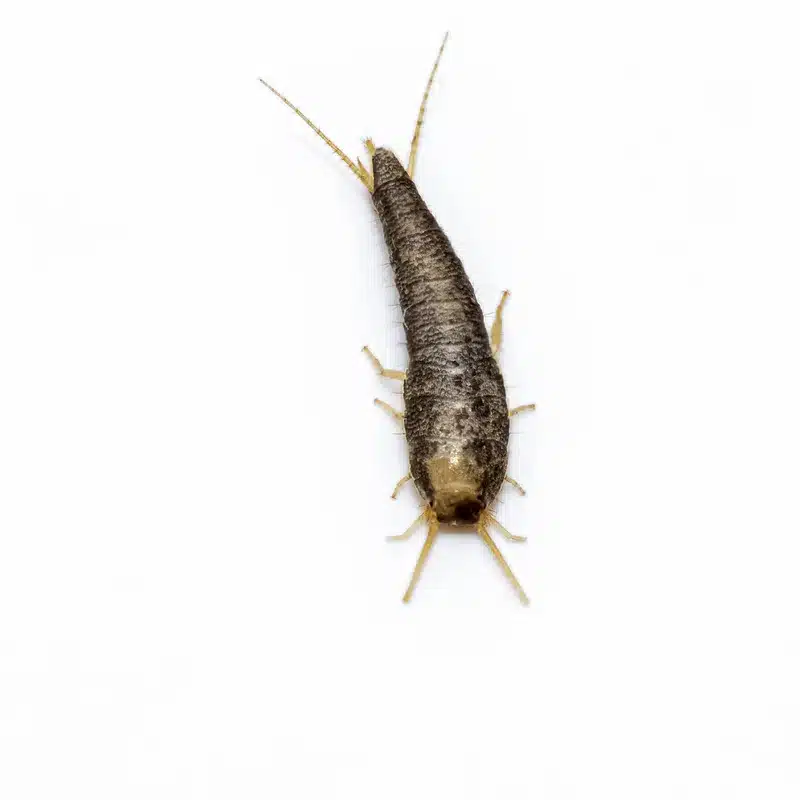 Close-up of a silverfish insect