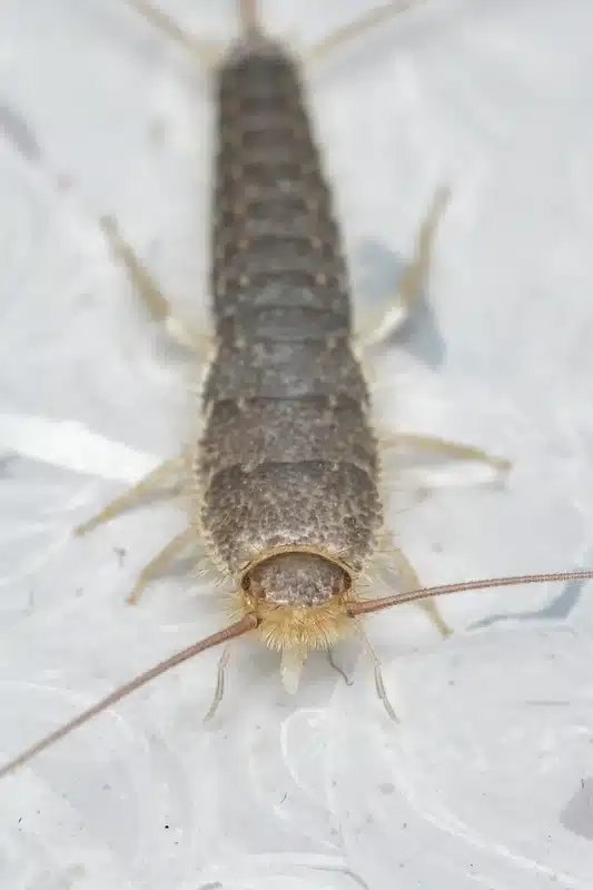 Close-up of a silverfish insect