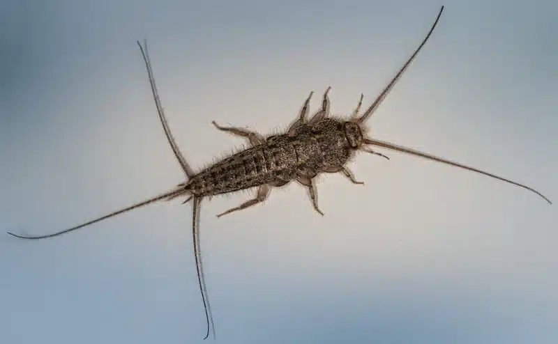 Close-up of a silverfish insect