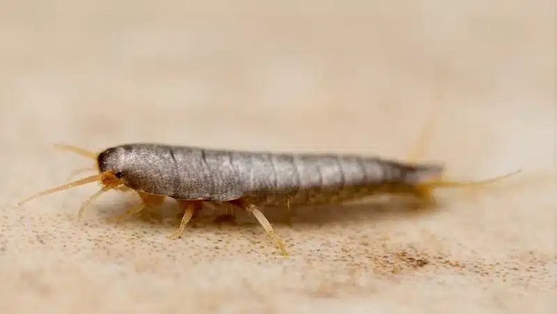 Macro shot of silverfish showing fine body scales and anatomy