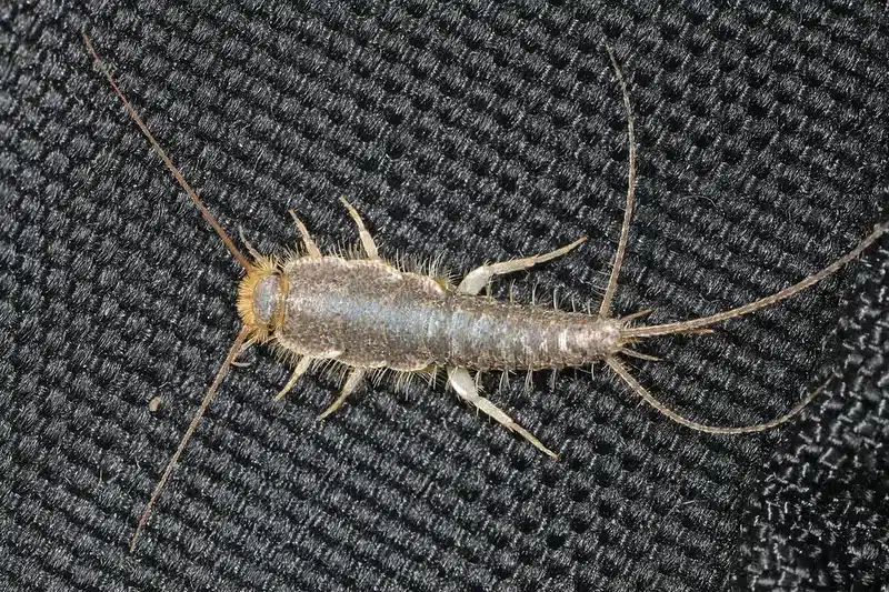 Silverfish on black fabric