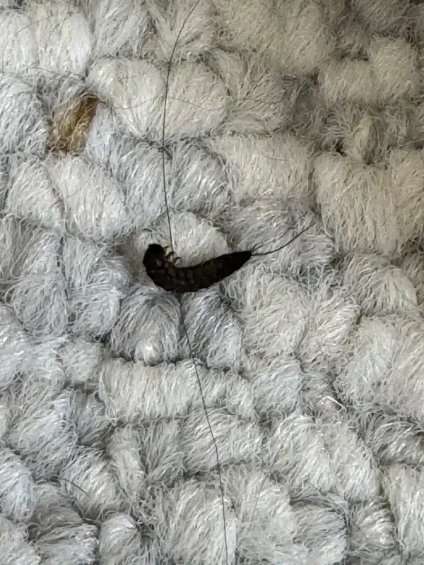 Silverfish on carpet demonstrating potential for fabric damage