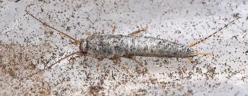 Silverfish insect on a surface