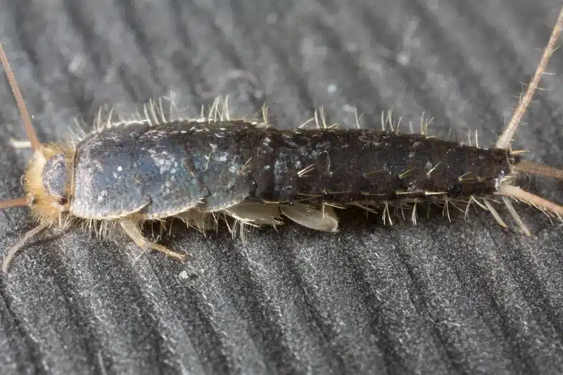 Close-up of a silverfish insect
