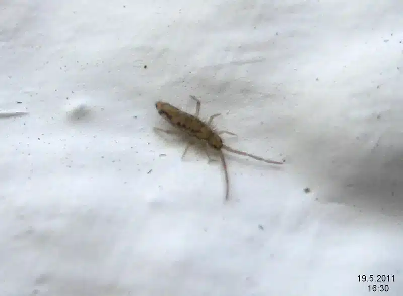 Silverfish insect on a white surface