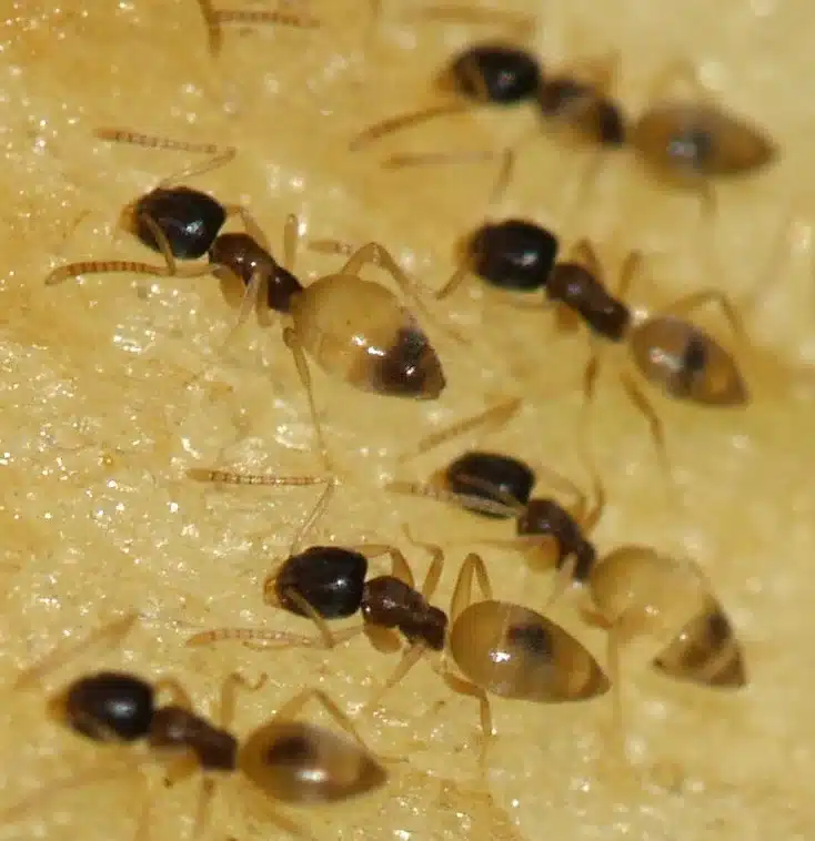 Small brown ants on a surface
