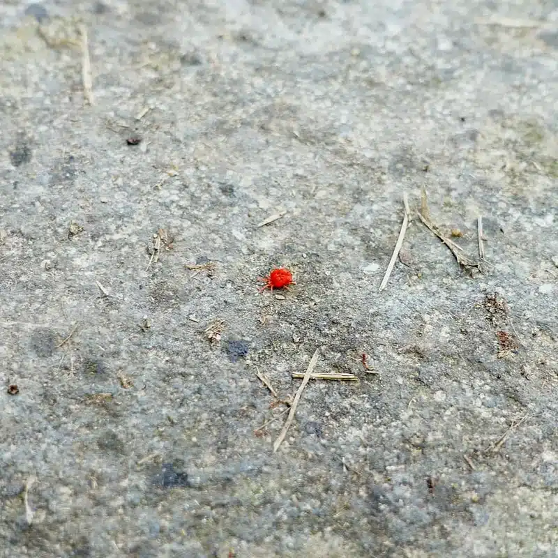 Small red bug on concrete surface