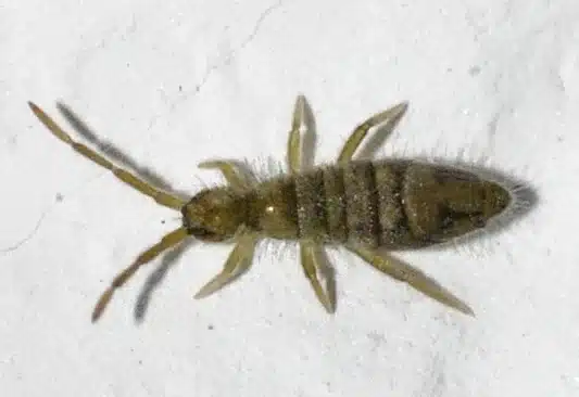Snow flea on a white surface