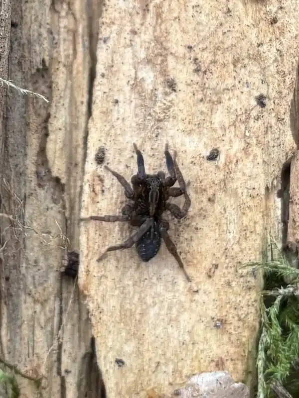 Close-up of a spider showing identifying features