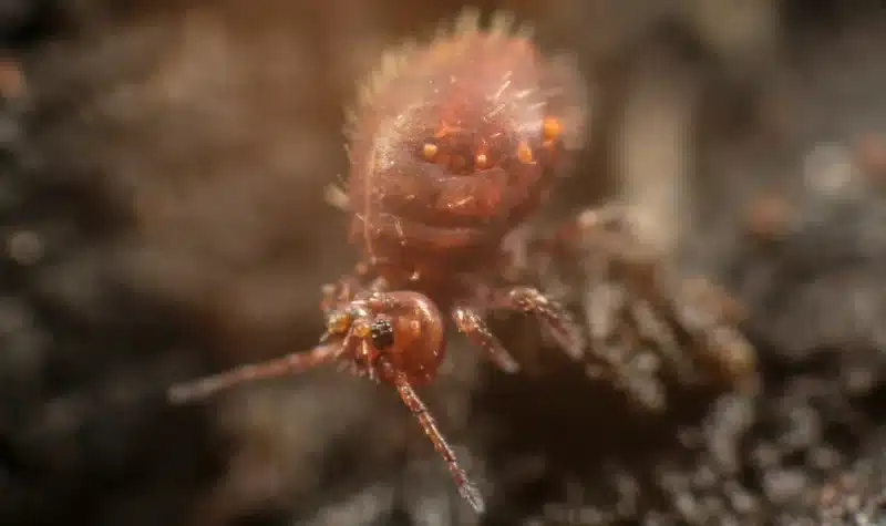 Close-up of a springtail insect