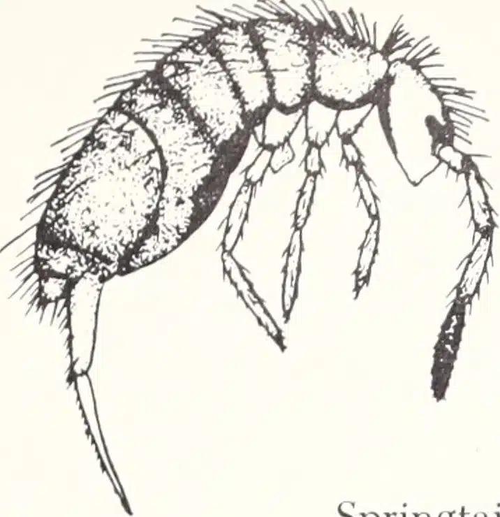 Illustration of a springtail insect