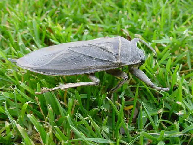 Stink bug on green grass