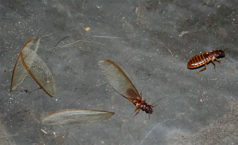 Termites and wings on floor