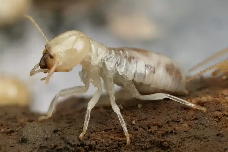 High-resolution close-up of a termite on wood showing straight antennae and broad body
