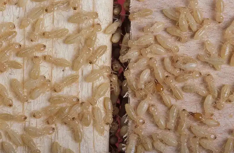 Termite colony on wooden surface