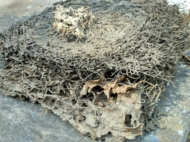 Wood structure damaged by termites