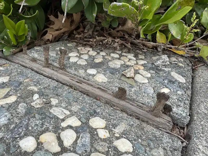Termite mud tubes extending above ground along a sidewalk crack