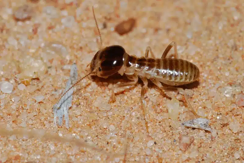 Close-up of a termite on sand