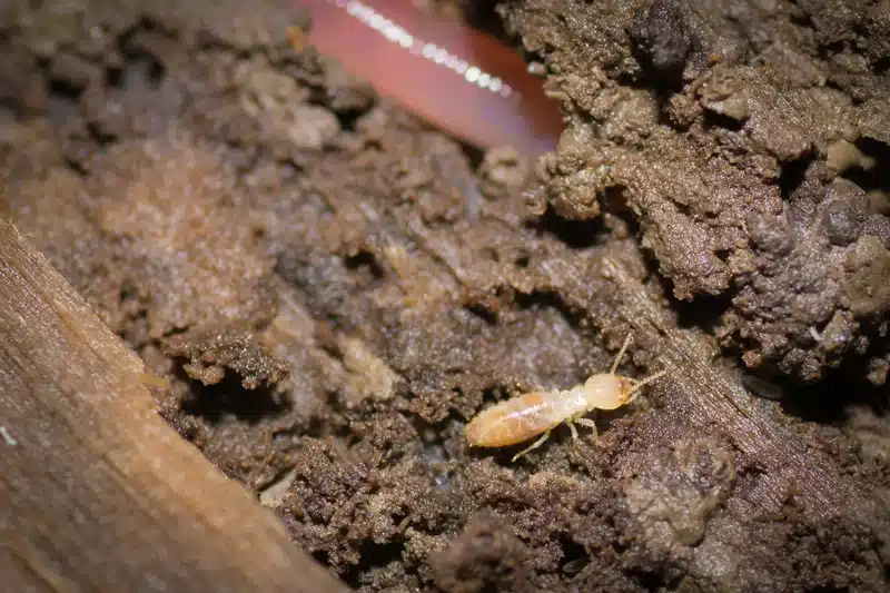 Close-up of a termite on soil