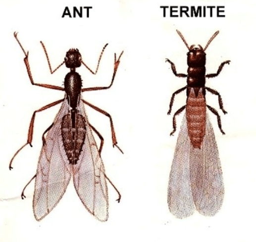 Winged ant showing elbowed antennae and pinched waist